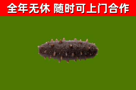 柳林县回收海参干